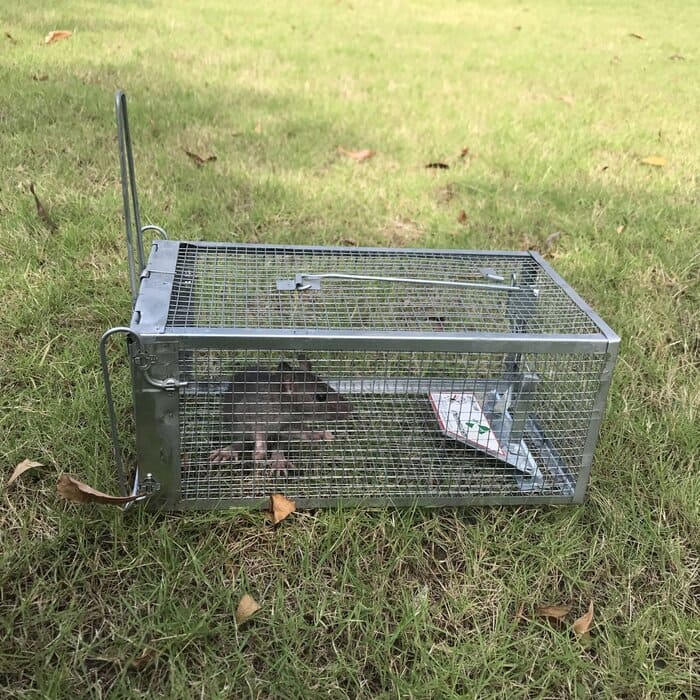 2 Pack Humane Mouse Traps Live Mouse Reusable Small Rat Traps Catcher Mice  House