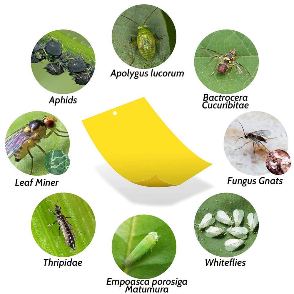 20-Pack Fruit Fly Trap, Yellow Sticky Gnat Trap Killer for Indoor/Outdoor  Flying Plant Insect Like Fungus Gnat, Whiteflies, Aphids, Leaf Miners - 6x8  in, Twist Ties Included - Kensizer