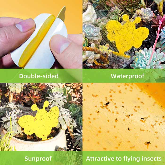 48pcs Yellow Sticky Traps for Gnats, Sticky Fruit Fly Fungus Gnat Trap Bug  Traps Killer for White Flies, Aphids, Leaf Miners, Thrips Indoor Outdoor -  Kensizer